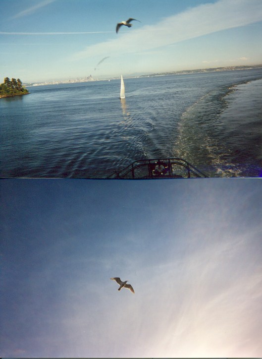 Two pictures of a seagull that eventually soared, Puget Sound off Bainbridge Island, WA, May 21, 2001. (Donald Earl Collins).