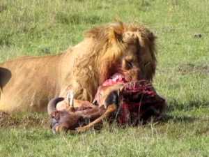 Lion eating wildebeest - "animals" was what administrators & White classmates sometimes called MVHS students, but ironically referencing themselves, September 5, 2013. (YouTube).