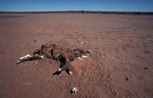 Emaciated and dead cow in desert, Australia, 2009. (Government of Australia via http://www.nsf.gov/news/).