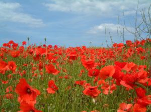 Poppies in field between Kelling and Weybourne, North Norfolk, England, UK, June 2002. (John Beniston via Wikipedia). Released to public domain via CC-SA-3.0.