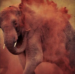 An elephant shaking off the dirt, circa 2012. JD Rucker via Pinterest.com).