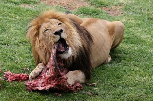 Male lion eating carcass (the equivalent of fun times with Maurice), August 3, 2016. (Aljameen Alston via http://pinterest.com).
