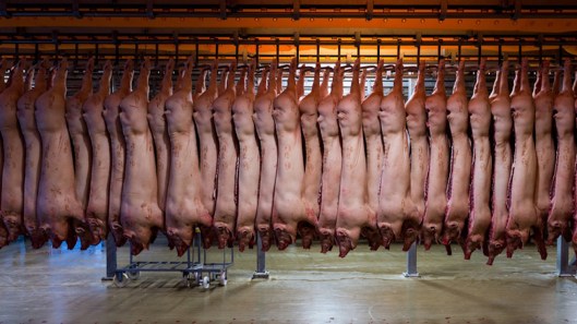 Slaughtered pigs in a slaughterhouse line, accessed October 8, 2016. (dezeen.com via Pinterest).