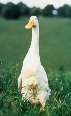 A white duck? goose?, December 25, 2016. (http://pinterest.com).